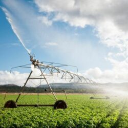 irrigation